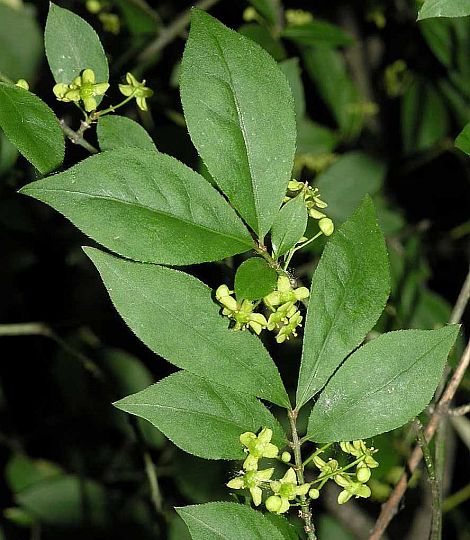 Euonymus alatus
